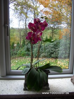 Kunstig orkide blomstring, mens man venter p ny blomstring
