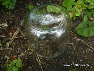 Minidrivhus af syltetjsglas